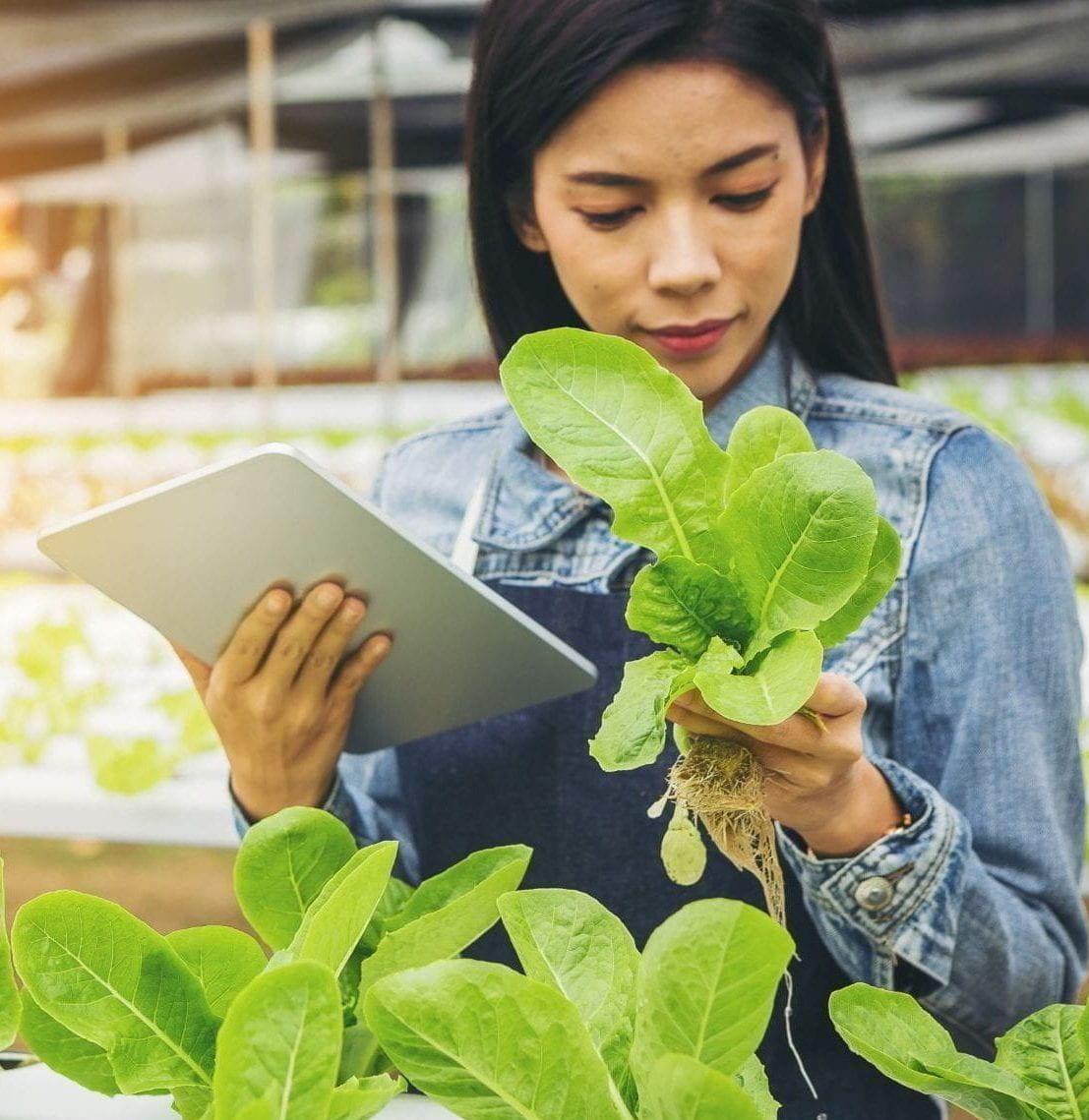 Woman in hydroponics vegetable farm