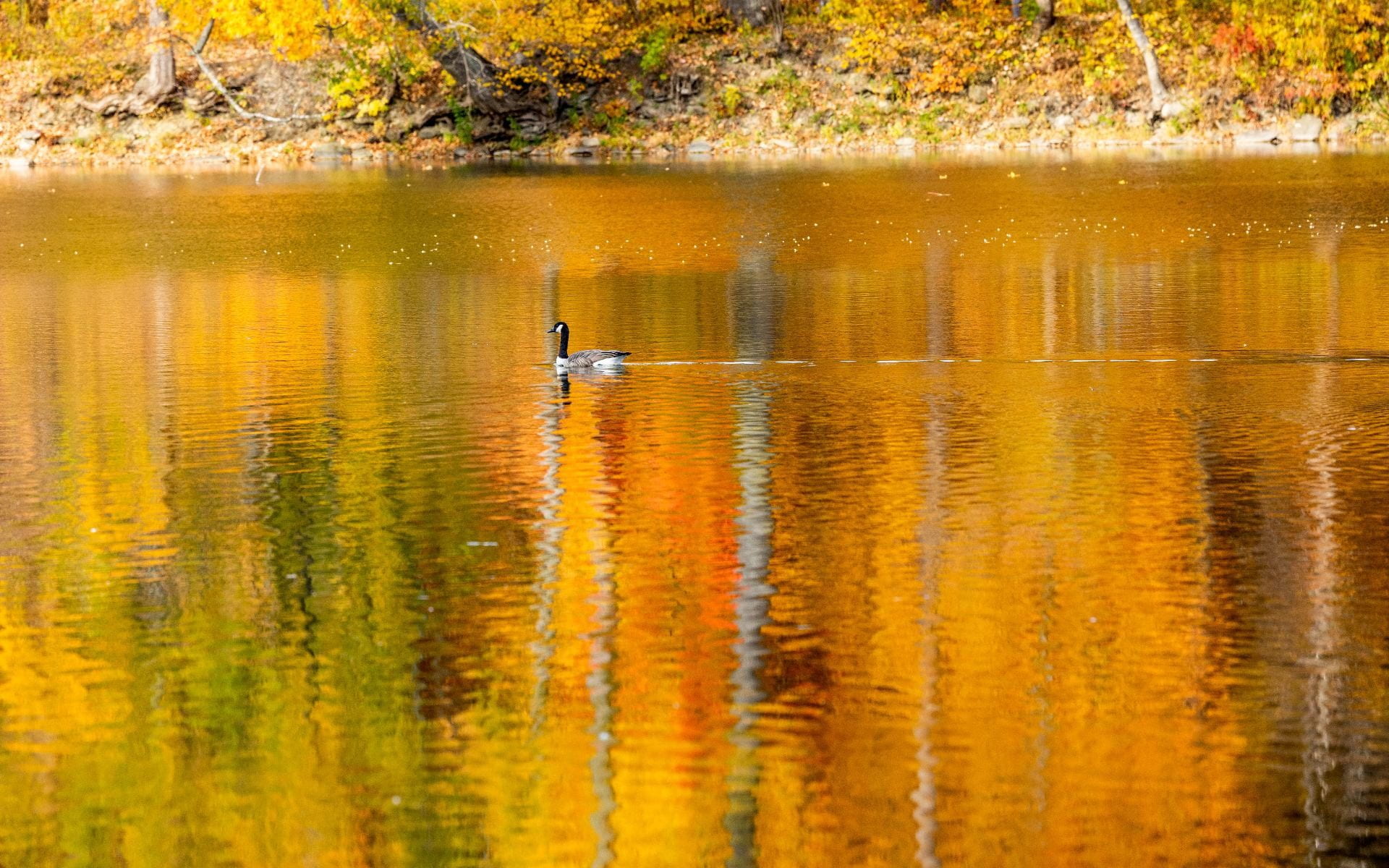 Goose floats on Beebe Lake on an Autumn afternoon.