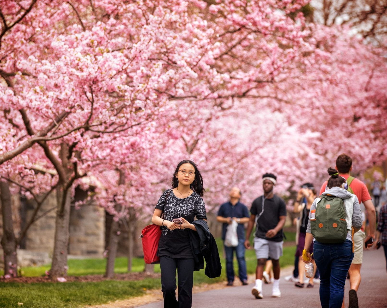 Student walking on campus amid blooming cherry trees